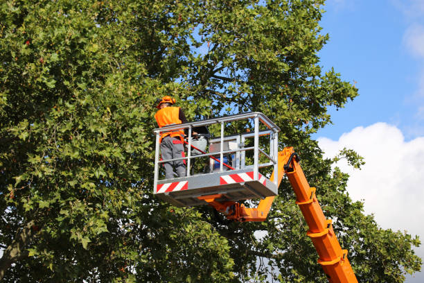 Tree Service Company in Bushnell, FL